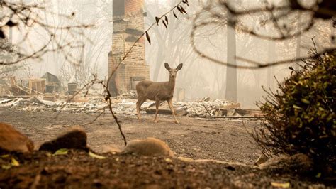 In pictures: The animals caught in California's wildfires - BBC News