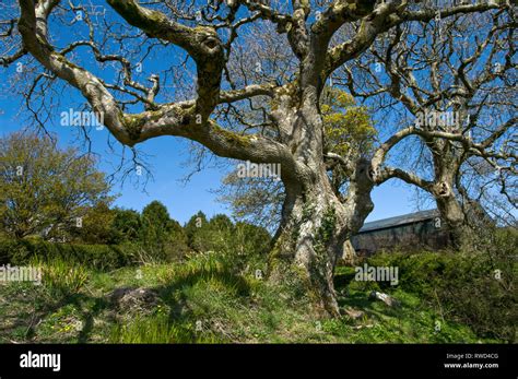 Old tree with twisted branches and twigs. No leaves Stock Photo - Alamy