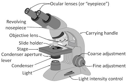 regardless of rupture digestion light microscope labeled diagram capacity Messenger park