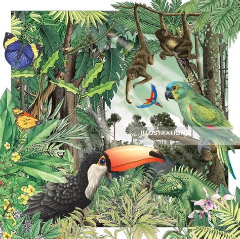 Rainforest | Illustration by Alan Baker