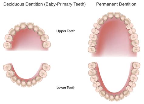 Permanent Tooth Eruption In Children - Pediatric Dentistry Of Pleasant Hill