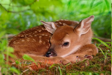 deer, Nature, Animals, Fawns, Baby Animals Wallpapers HD / Desktop and Mobile Backgrounds