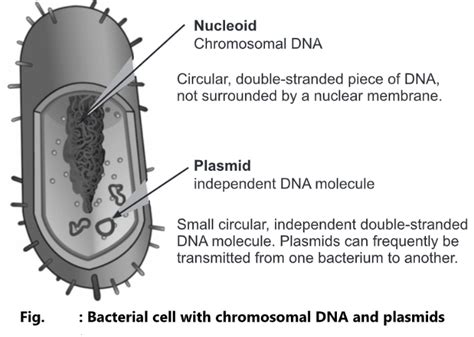 Plasmid: Definition, Types and Function - Biology Ease