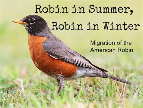 Robin in Summer, Robin in Winter I associate the American Robin with ...