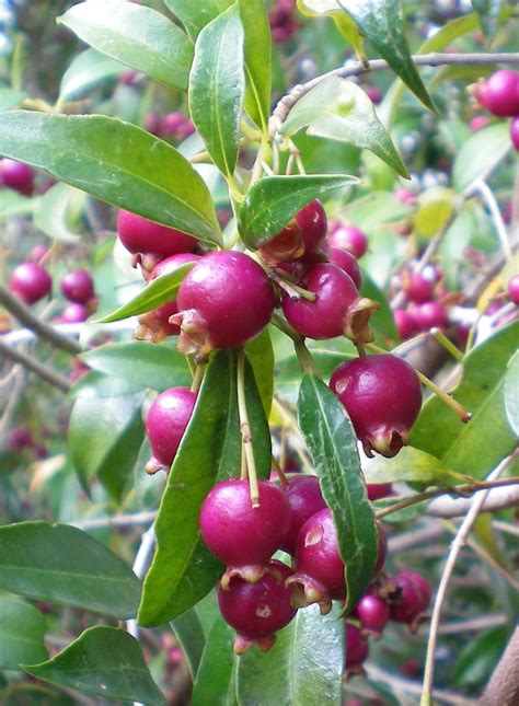 Australian native fruits Syzygium paniculatum or Magenta lilly pilly | Frutas tropicais, Arvore ...