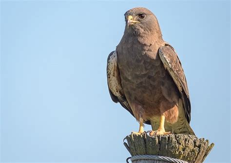 9 Species of Hawks in Florida (With Pictures & Info) - Optics Mag