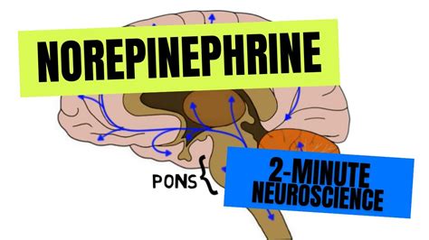 2-Minute Neuroscience: Norepinephrine - YouTube