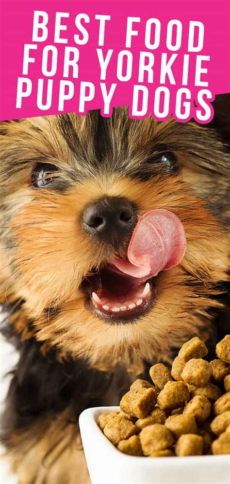 what treats can i give my yorkie puppy - Jarrett Toliver