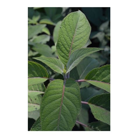 Hydrangea aspera var. villosa - Rough Leaf Hydrangea Broken Arrow Nursery