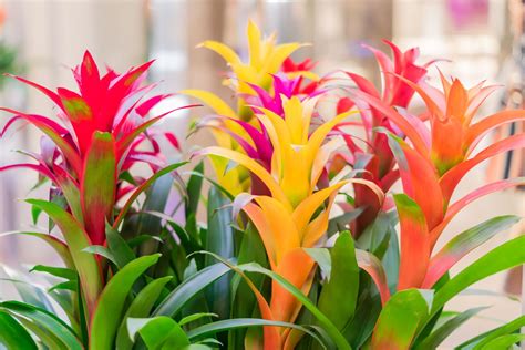 Bromeliad: types, cultivation & care - Plantura