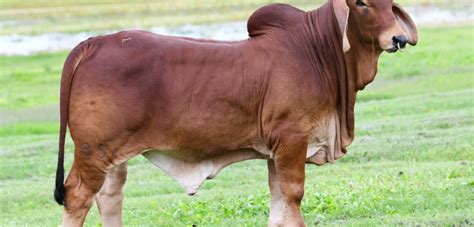 Brahman Cattle / 895 Brahman Cattle Stock Photos Pictures Royalty Free Images Istock : Select ...