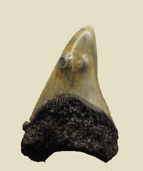 Featured Fossil: Tooth Deformities in Megalodon | myFOSSIL
