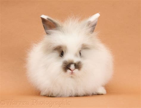 Young fluffy rabbit on brown background photo WP33612