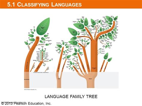 Language tree questions Diagram | Quizlet