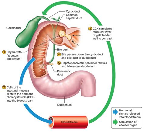 Biliary colic causes, symptoms, diagnosis, treatment & prognosis