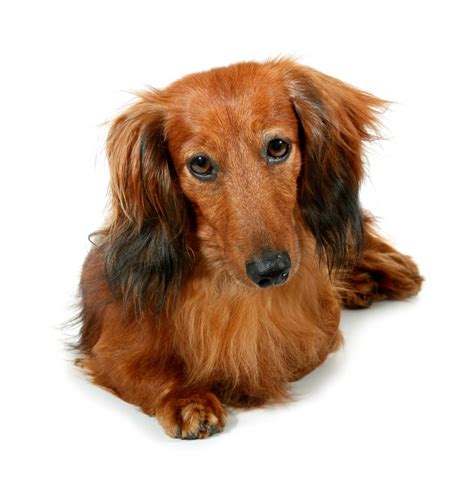 43+ Dachshund With Hair Pic - Bleumoonproductions