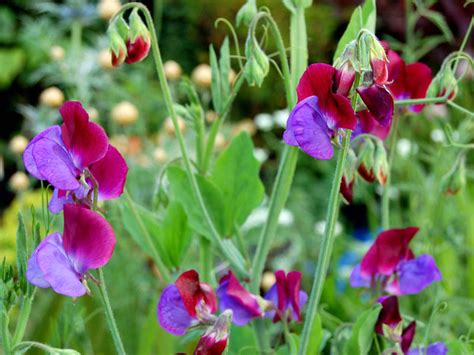 Lathyrus odoratus 'Matucana' Seed