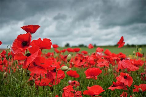 Red Poppies In A Field With A Cloudy Sky by Fotomonkee