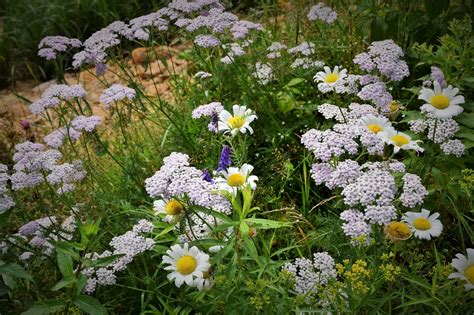 HappiLeeRVing: Wildflowers of Canada