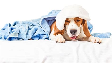 Pneumonia In Dogs: Symptoms, Causes, And Treatments - DogTime