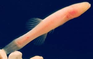 Hoosier Cavefish: Eyeless Fish Species Discovered in Indiana | Biology ...