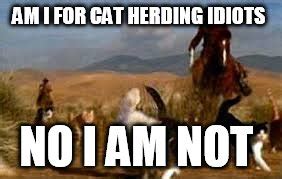 Herding cats - Imgflip