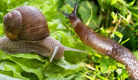 Difference between Slug and Snail