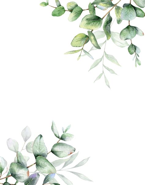 Eucalyptus Watercolor Frame. Eucalyptus Greenery Frame Hand Painted isolated on white background ...