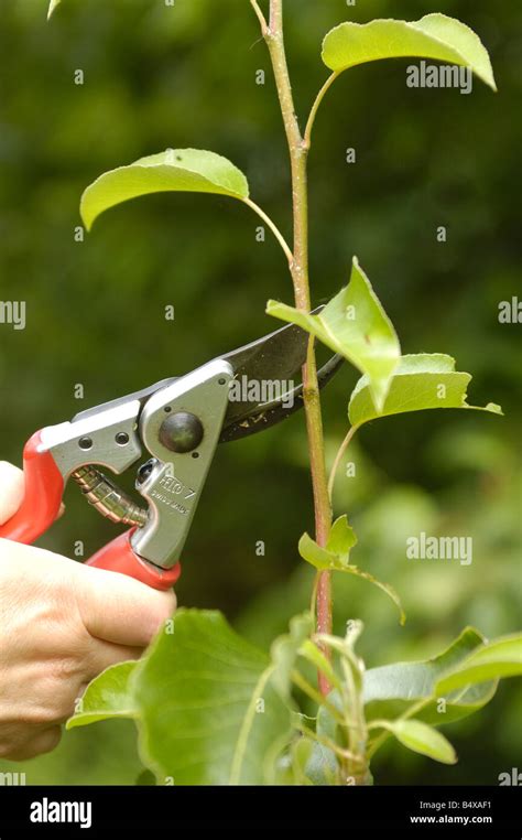 Pruning pear tree Stock Photo - Alamy