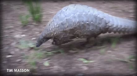 Animalogic offers a beginner’s guide to the adorable pangolin. Maybe ...