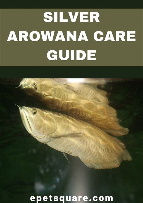 SILVER AROWANA CARE GUIDE | Fish care, Fish pet, Pets