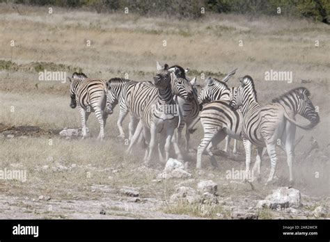 Two zebras are fighting in amongst the herd Stock Photo - Alamy