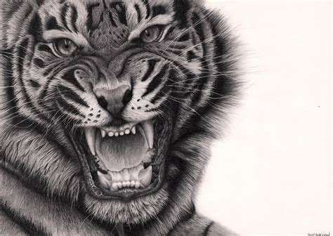 Tiger Roar by Bengtern on DeviantArt