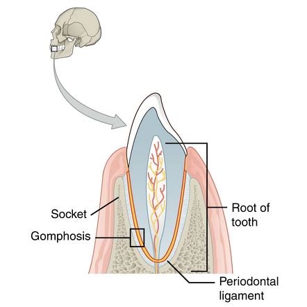 39 Awesome What Is A Gomphosis - insectza