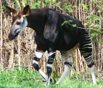 Okapi: A giraffe-zebra hybrid? - Mammalian Hybrids