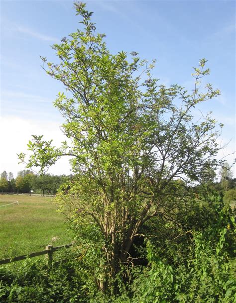 Elder - Tree Guide UK - Elder tree identification by leaf, flower and fruit