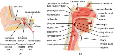 Anatomy and Normal Microbiota of the Respiratory Tract | Microbiology