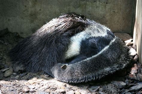 Anteater - Wikipedia, the free encyclopedia | Anteater, Giant anteater, Animals