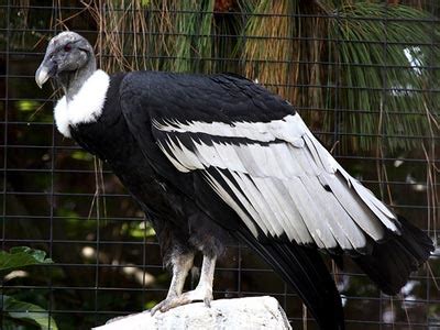 Andean Condor Facts | Andean Condor Habitat & Diet