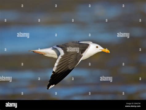 A flying gull over the ocean Stock Photo - Alamy