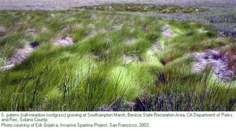 Saltmeadow cordgrass identification and control: Spartina patens - King County