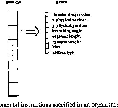 Figure 1 from Phenotypic plasticity in evolving neural networks | Semantic Scholar