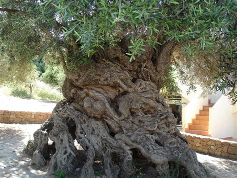 One of the oldest olive trees in the world, found on the island of Crete. This tree is said to ...