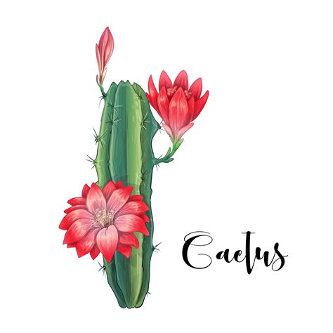 Cactus in desert vector and illustration, hand drawn style, isolated on ...