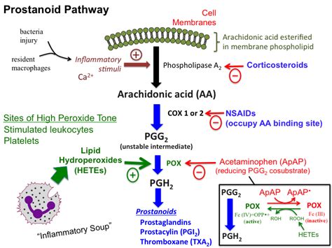 acetaminophen [TUSOM | Pharmwiki]