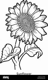 32 Best Ideas For coloring  Sunflower Coloring Book sketch template