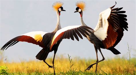 Uganda’s Uniqueness and Why You Should Visit the Country - Explorer Uganda