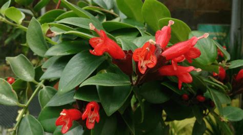 Lipstick Plant Guide: How to Care for an Aeschynanthus Radicans - Backyard Boss