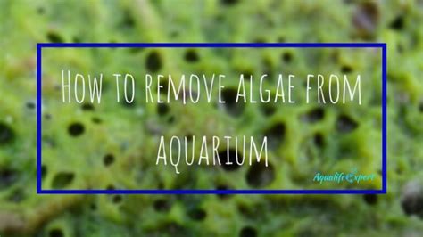 How to remove algae from aquarium? Solutions for each type of alga ...