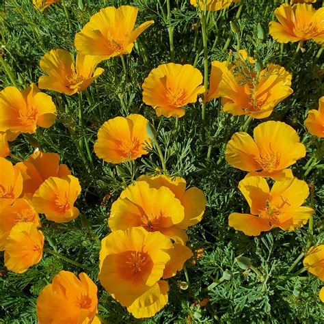 California Poppy – Native-Seeds-Search